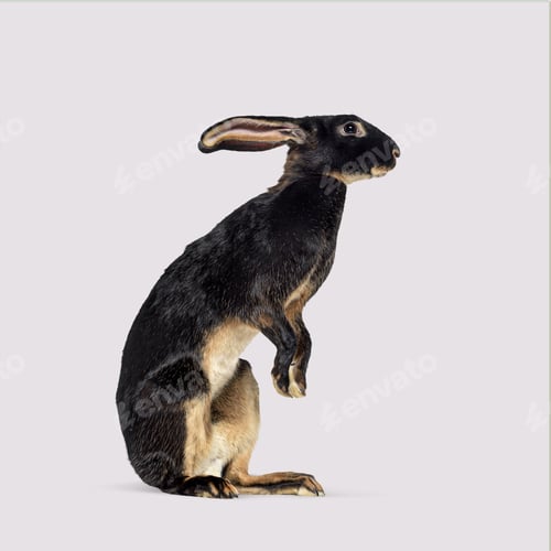 Preview: Dark colored hare standing on its hind legs against a colored background