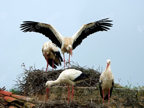 Preview: White stork (Ciconia ciconia)