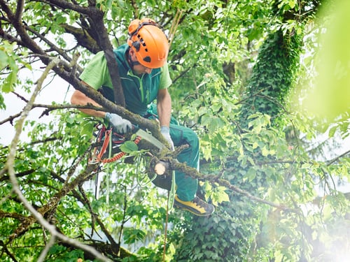 Preview: Tree cutter pruning of tree