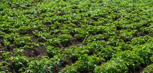 Preview: Potato grows in the garden. Selective focus.