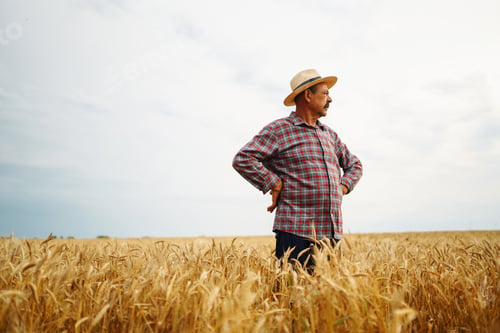 Preview: Farmer in the hat in a wheat field checking crop. Agriculture, gardening or ecology concept.