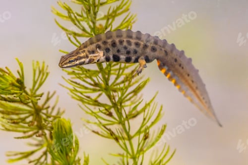 Preview: Common newt amhibian in freshwater habitat