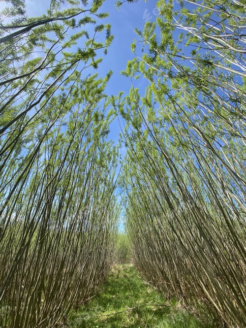 Preview: Low angle shot of hight trees on a sunny day