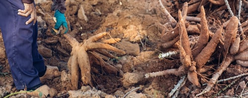 Preview: Cassava in hand, tapioca in farmer hand in harvest season.