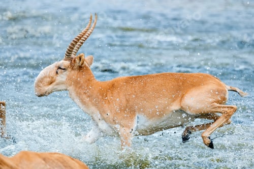 Preview: A herd of saigas gallops at a watering place