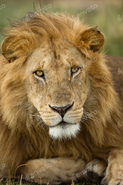Preview: Close-up portrait of Lion, Serengeti National Park, Serengeti, Tanzania, Africa