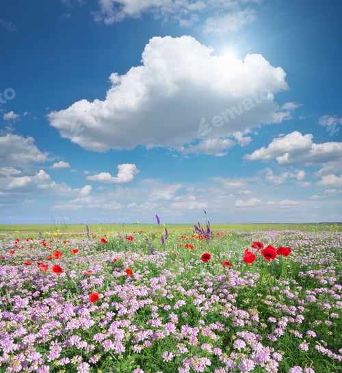 Preview: Spring flowers in meadow.