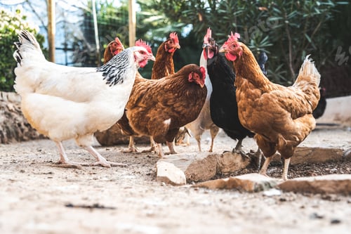 Preview: Hens pecking at the soil of an ecological farm to lay boar eggs.