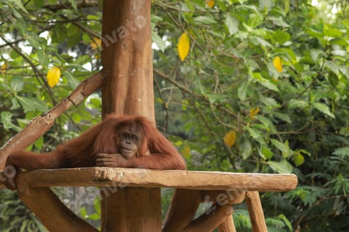 Preview: Lonely Orang Utan on the tree