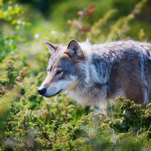 Preview: Wolf in a green field