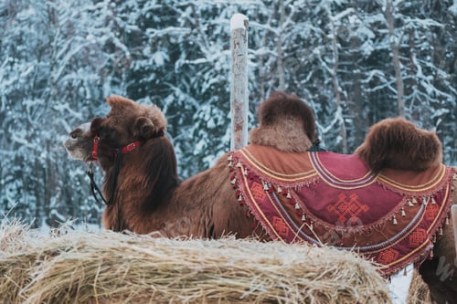 Preview: Portrait of camel winter background in snow