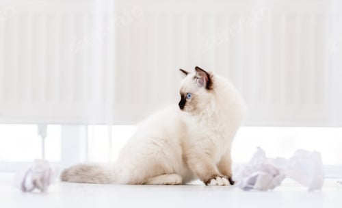 Preview: Ragdoll cat in light room