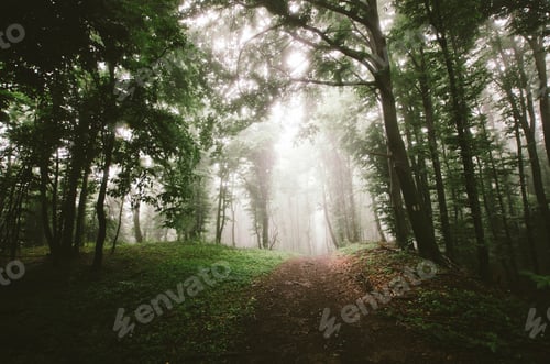 Preview: Mysterious forest background path