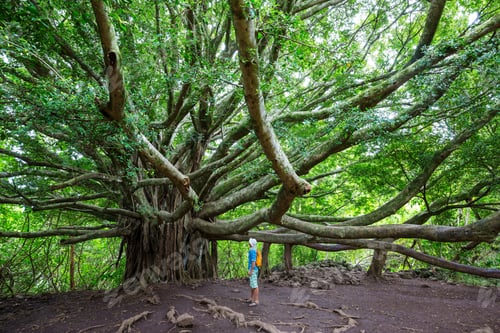 Maui