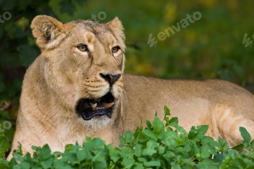 Preview: Lioness (Panthera leo) in the Xakanaxa region of the Okavango Delta in Botswana.