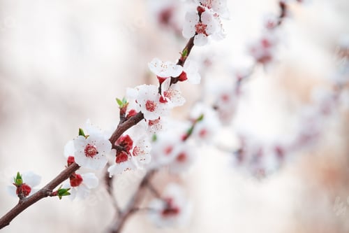 Preview: Branches of flowering fruit trees. Spring bloom in the garden