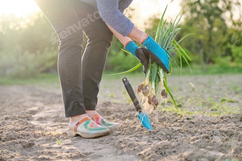Preview: Spring garden, crop of green onions in hands of woman gardener