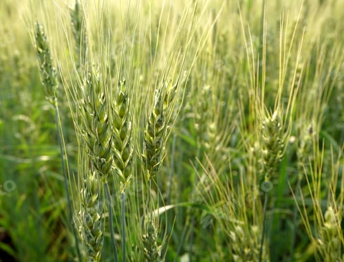 Preview: Green wheat field and sunny day