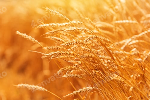 Preview: Ripe harvest ready wheat in field