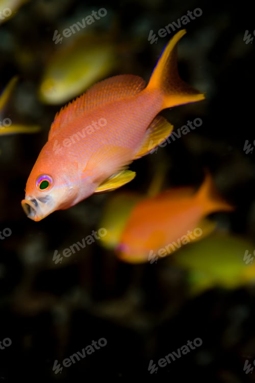 Preview: Anthias gathering food.
