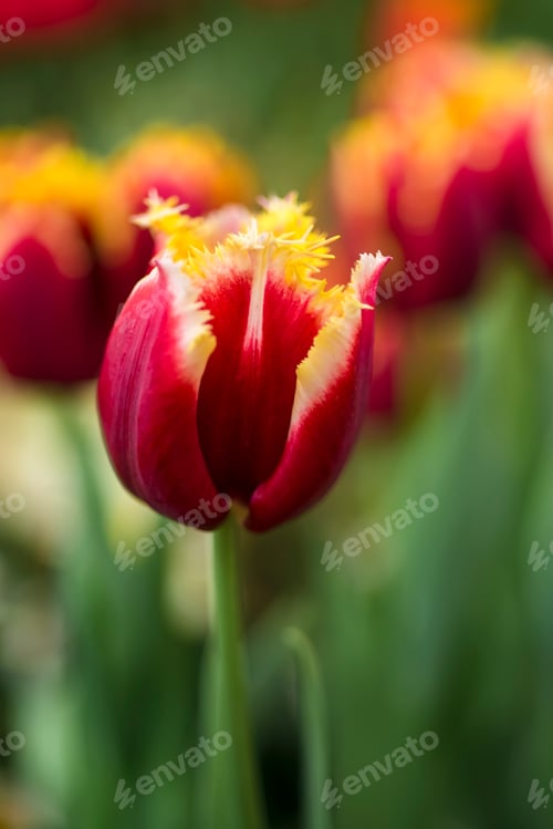 Preview: Red tulips with yellow border - fabio. Spring flowers