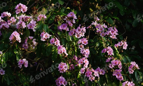 Preview: The magenta flowers with a green leaves of Pride of India tree