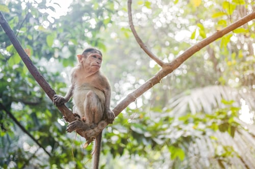 Preview: Little monkey sitting on a liana in the tropics