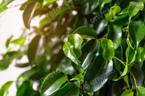 Preview: Plant ficus benjamina in a dark brown pot.