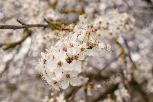 Preview: Cherry blossoms