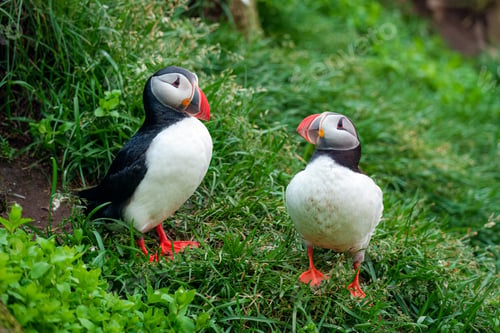 Preview: Couple Atlantic puffin living on edge of cliff of Atlantic ocean during summer at Iceland