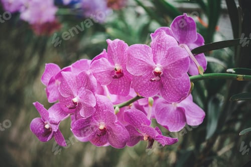 Preview: orchids beautiful flowers blooming in spring decorate the beauty of nature