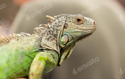 Preview: Big Lizard In A Petting Reptile Zoo