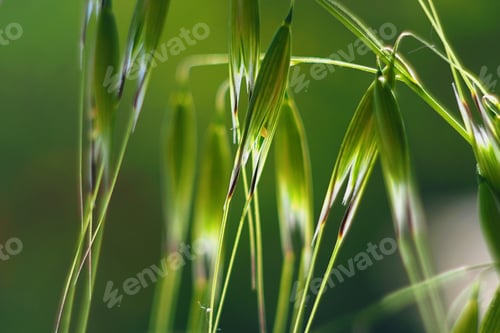Preview: Grass