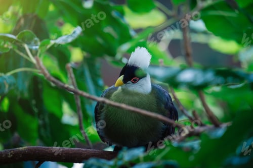 Preview: Beautiful tropical bird with a white head in the park
