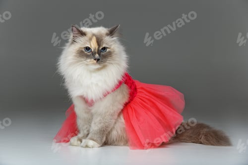Preview: beautiful birma cat in pink dress