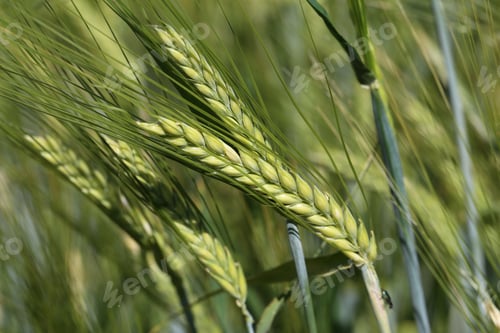 Preview: Selective focus shot of green rye field