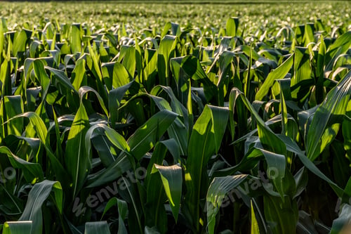 Preview: Field of corn in the sun countryside