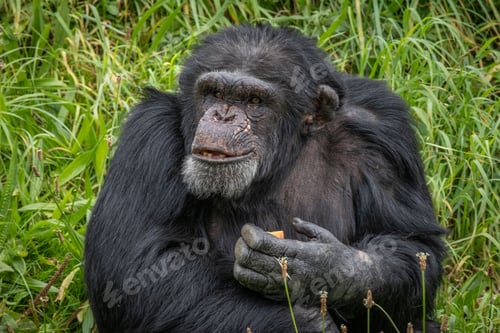 Preview: Chimpanzee sitting amidst foliage holding fruit.