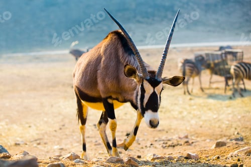 Preview: Front view of antelope in the zoo