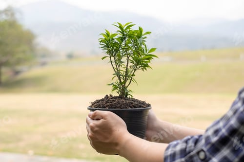 Preview: The young man's hands are planting young seedlings on fertile ground, taking care of growing plants.