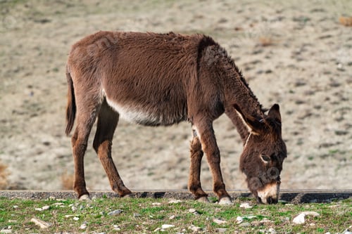 Preview: Old donkey grazes by the road