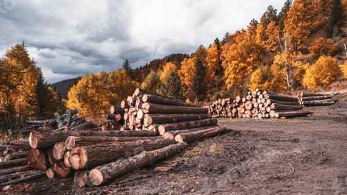 Preview: Cut tree trunks near a forest