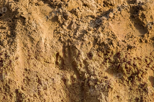 Preview: Texture of yellow building sand close up.