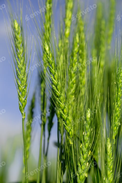 Preview: Green wheat field close up image. Agriculture scene