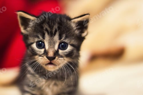 Preview: Little kitten. Cute pussy looking to camera. Pet