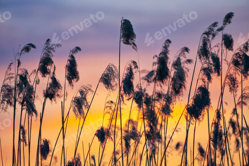 Preview: Amazing dried reed on a background sunset.