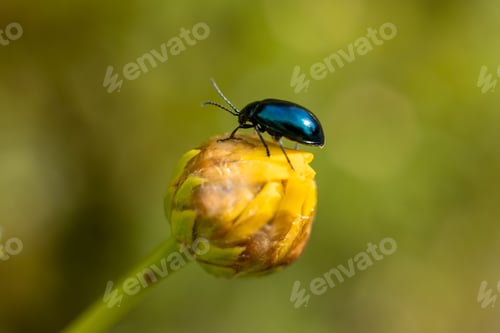 Preview: insect on yellow flower, macro photography