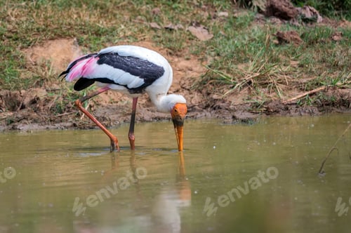 Preview: Painted Stork or Mycteria leucocephala in the wild