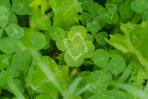 Preview: green clover leaves background with some parts in focus