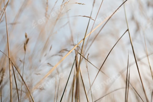 Preview: Close up of tall, summer grass in meadow, King County, Seattle, Washington.